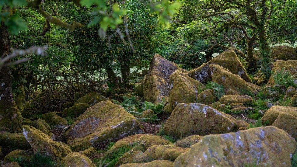 temperate rainforest uk