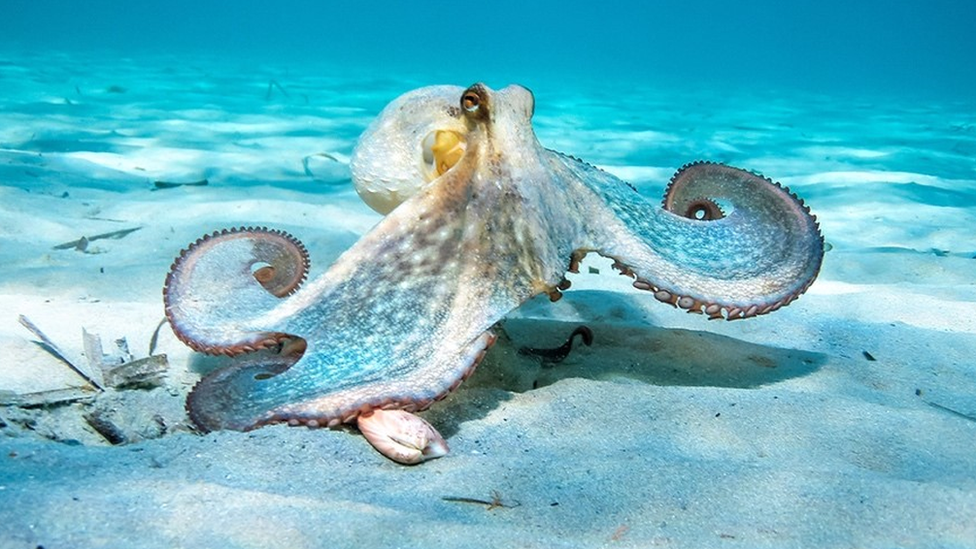 Octopus