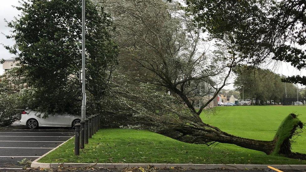 Fallen tree Enniskillen