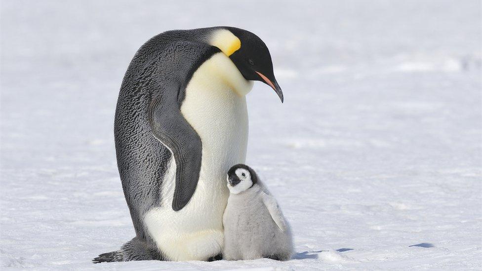 An adult and baby penguin