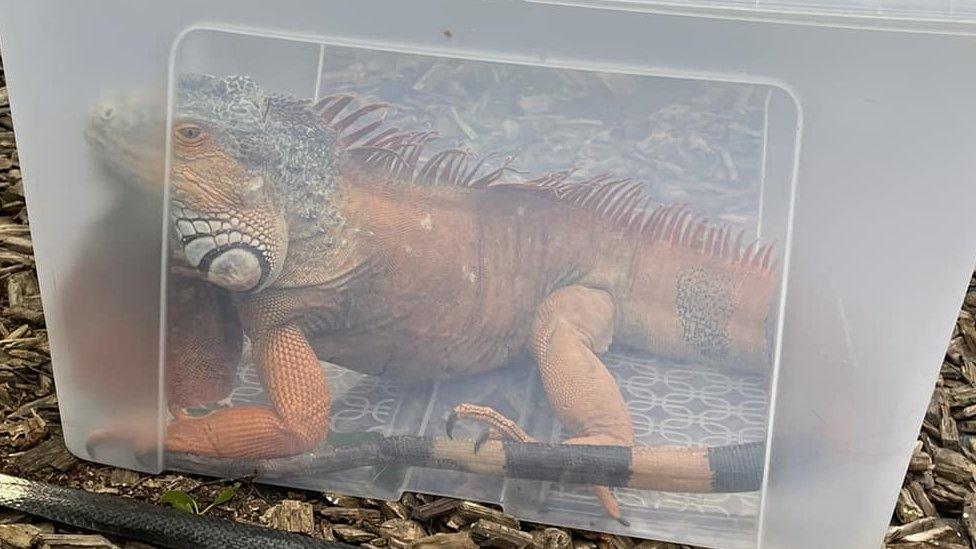 Iguana in a box