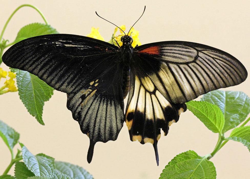 Gynandromorph of a Great Mormon butterfly