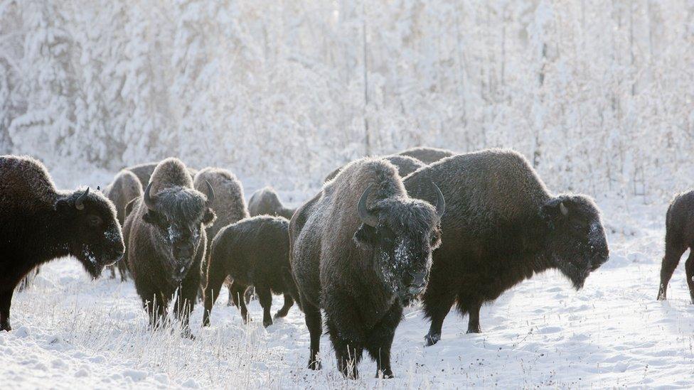 Woodland buffalo