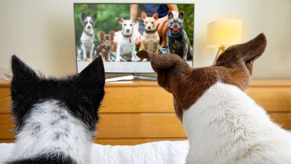 dogs-watching-tv.