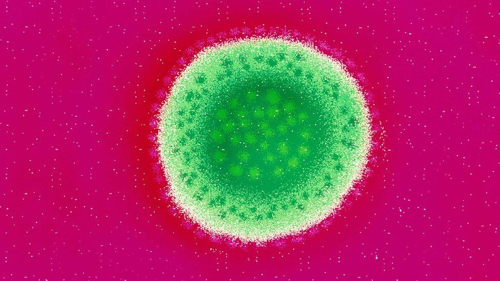 The Lassa virus