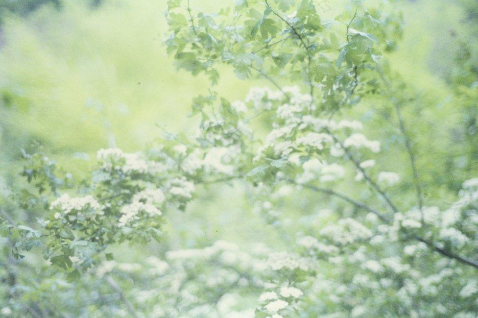 Trees at Castell Coch
