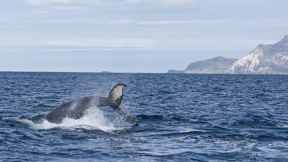 Humpback whale by southwest Antarctic