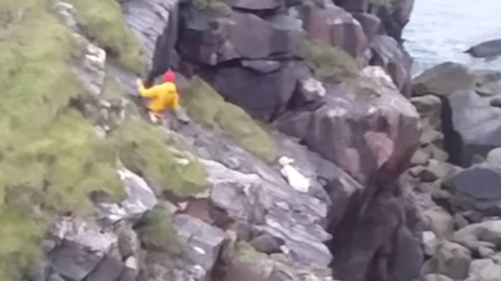 Rescue of sheep from cliff near Sandwood Bay