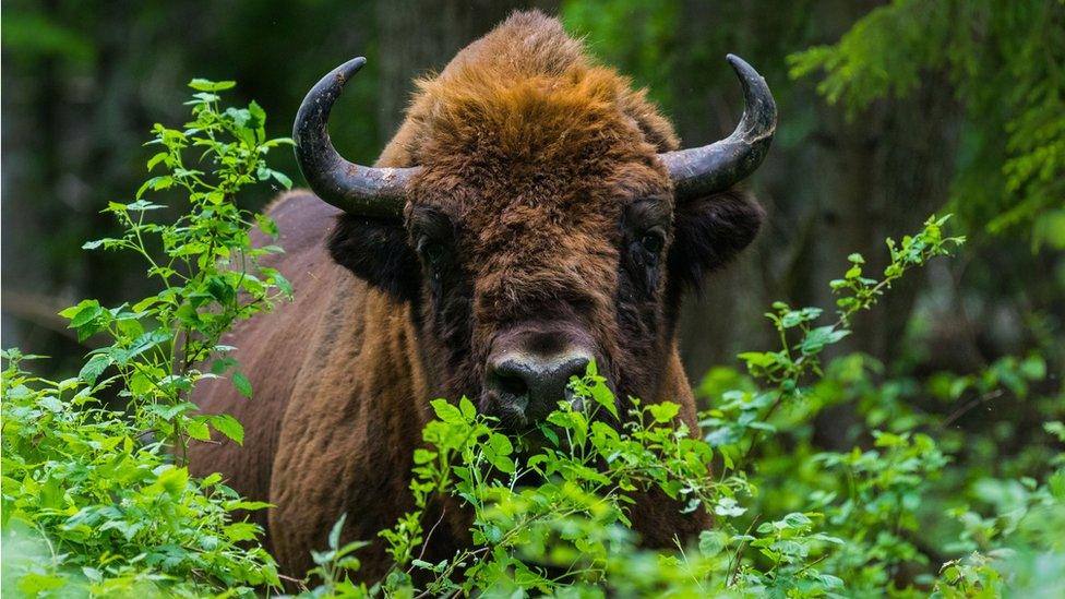 European bison