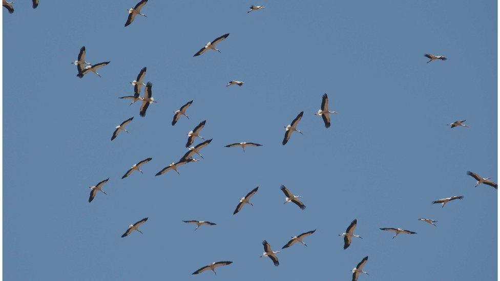 A flock of storks