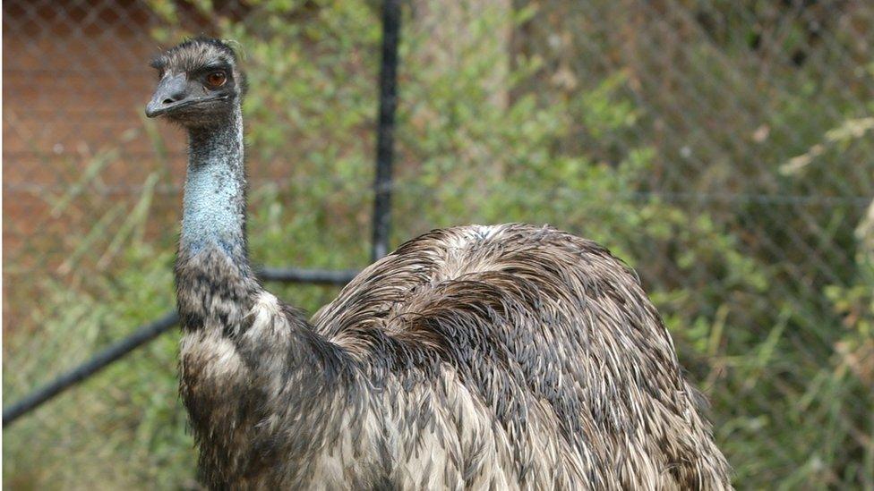 Emu