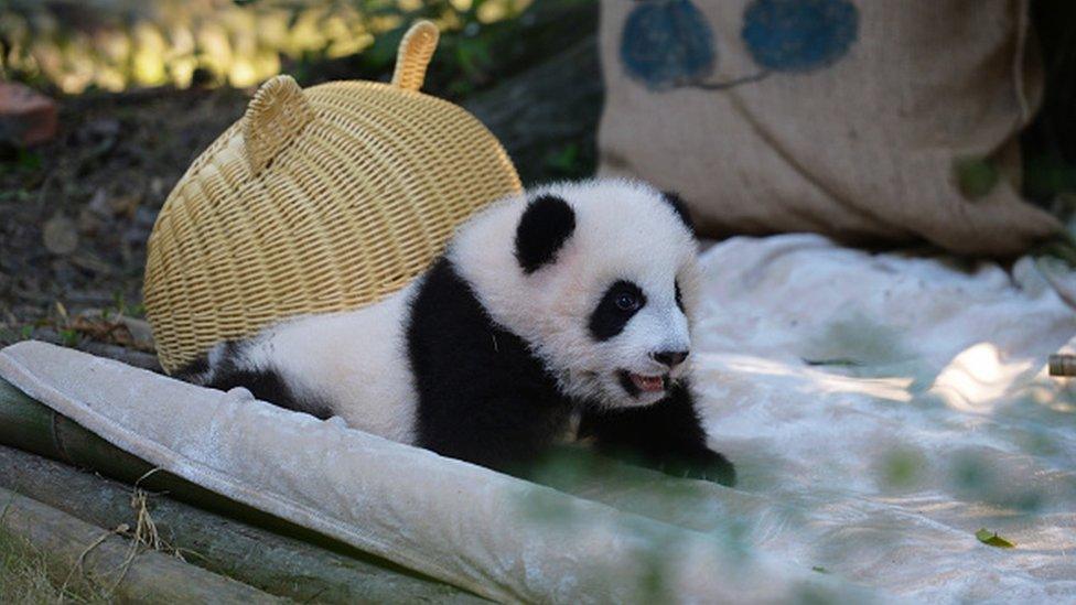 A giant panda in Chengdu