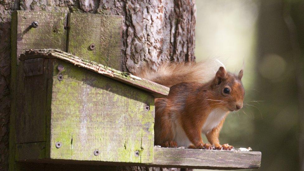 Red squirrel