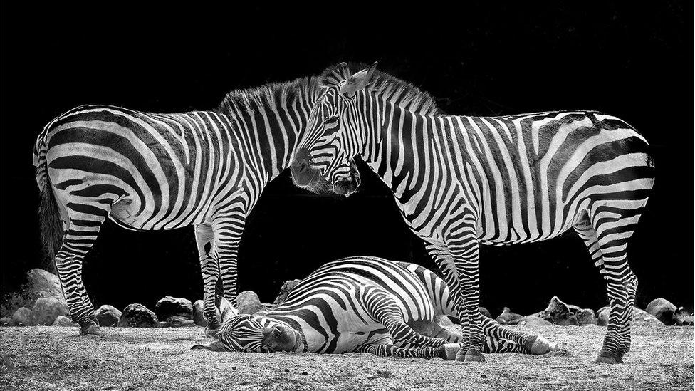 Category C (best black and white picture) 1st prize - Grant's zebras by William Allen