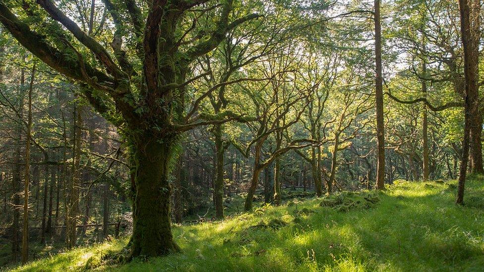 Native woodlands are a refuge for birds, butterflies, plants and insects