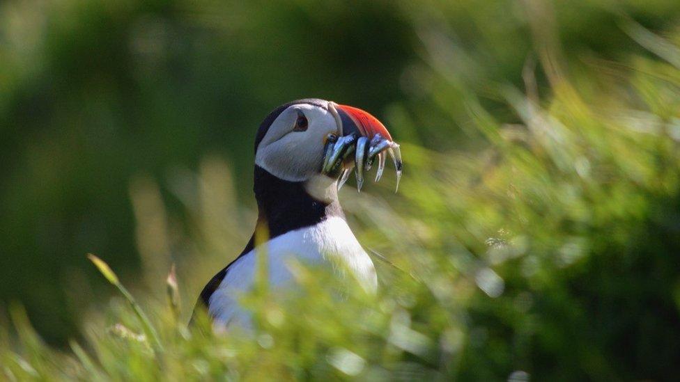 Atlantic puffin