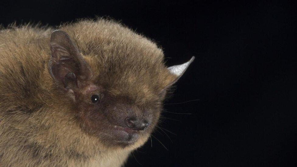 Soprano Pipistrelle bat