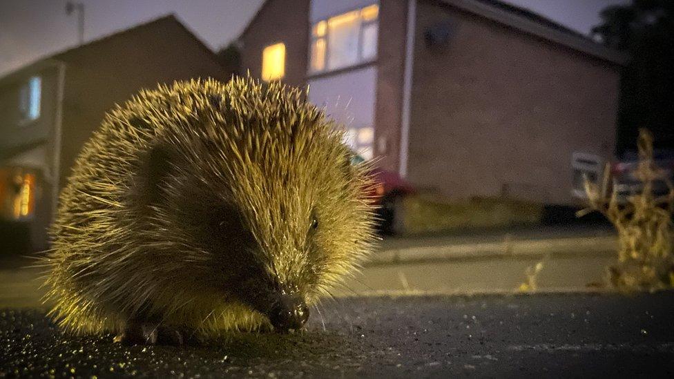 A hedgehog on a street at night