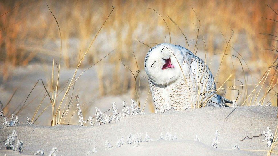 Snowy owl