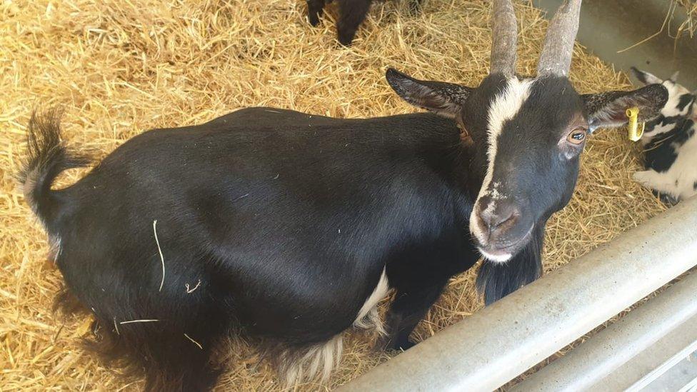 Goats at the farm