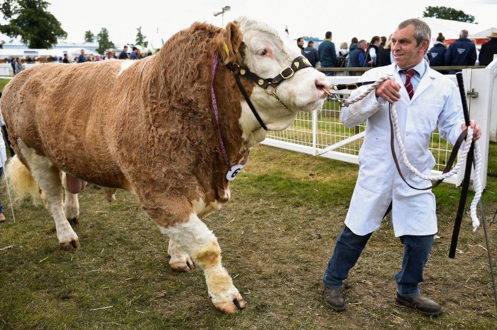 Man pulling cow