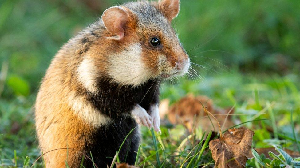 European hamster in a field.