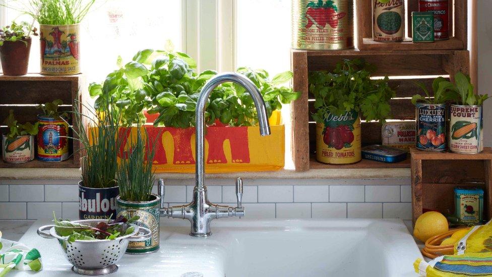 Fruit and vegetables being grown in a kitchen