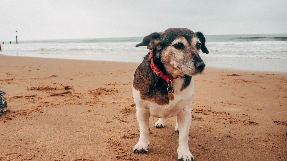 dog standing on sandy beach