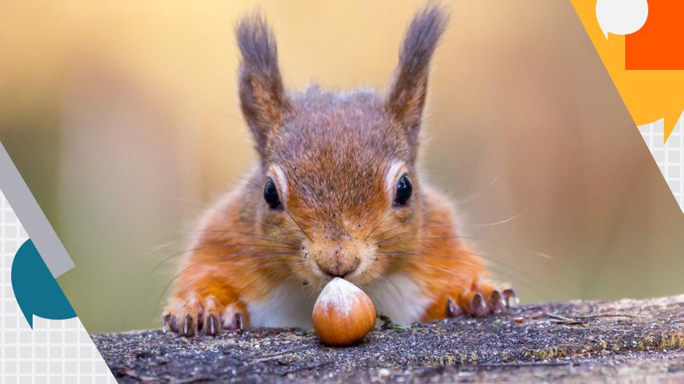 A red squirrel