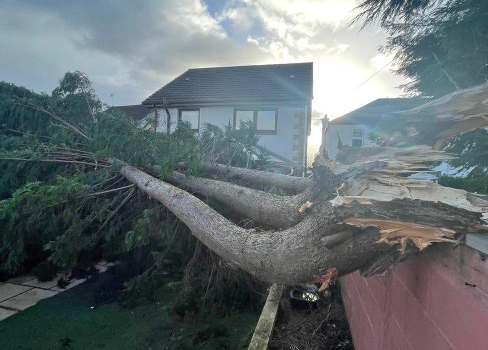 Fallen tree at property in Clydebank