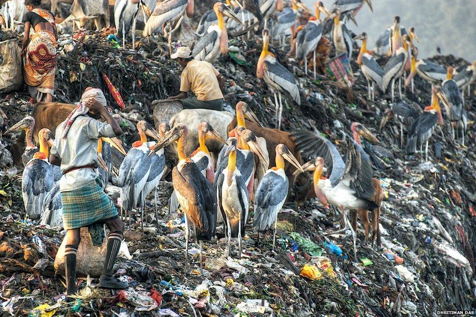 storks and people foraging in a dump