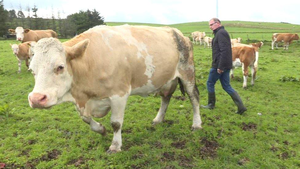 Gary Christie with cattle