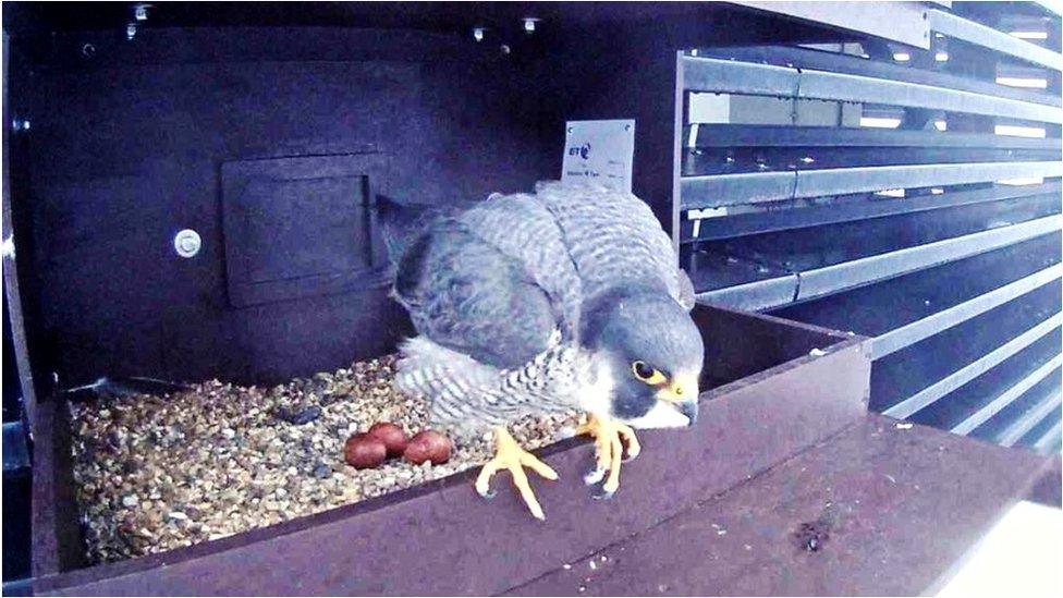 Peregrine Falcon