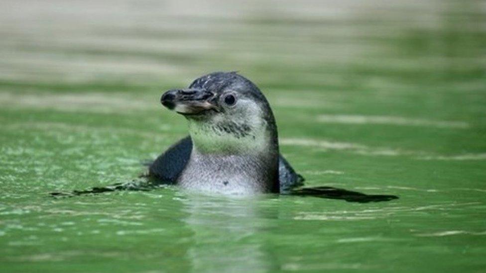 The unnamed chick enjoys its first dip at Sewerby Hall and Gardens in East Yorkshire