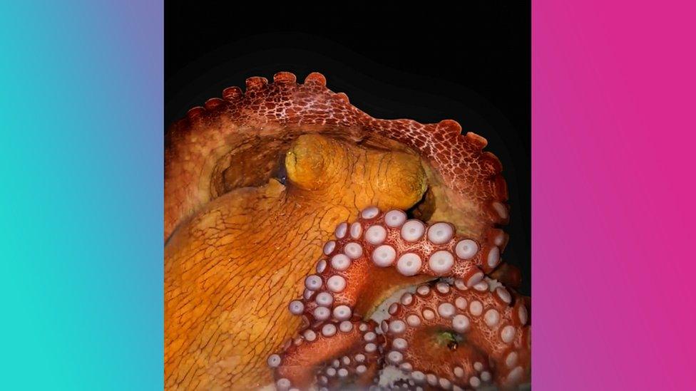 octopus-in-active-sleep