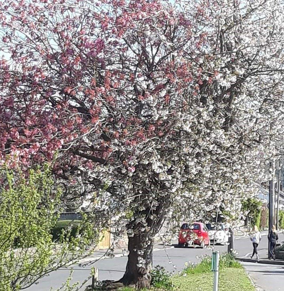 "Strawberries and cream" tree