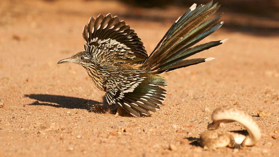 Capturing Ecology - a road runner does a dance to try and avoid being struck whilst attacking a rattle snake