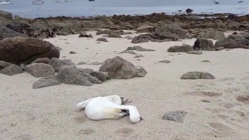 Dead bird on Isles of Scilly