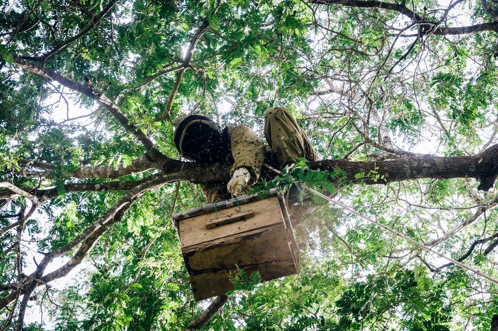 Salum Ali Makame brings down a beehive