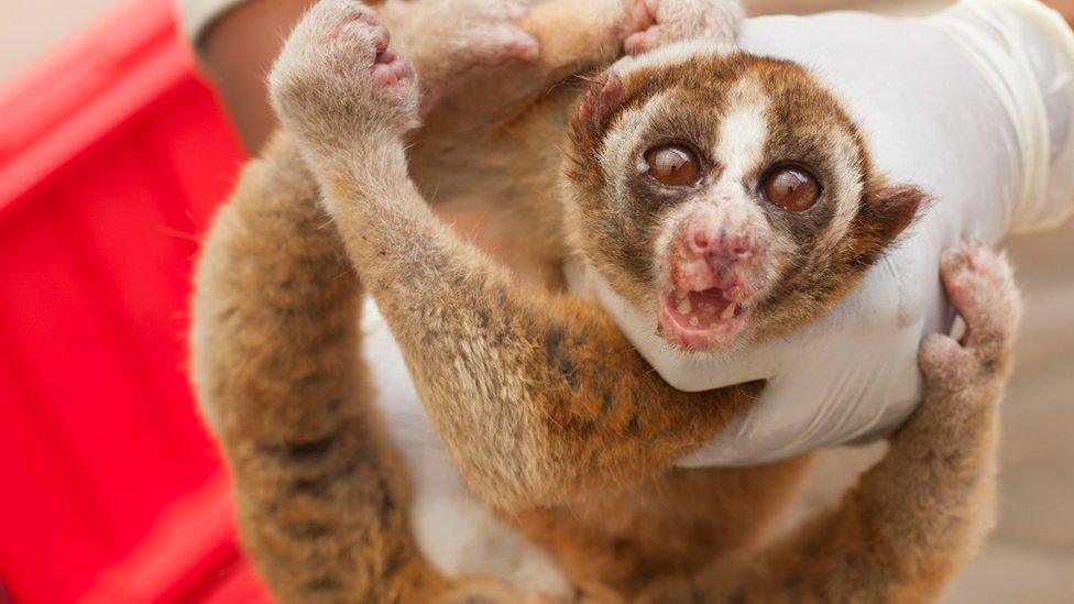 One of the seized slow lorises