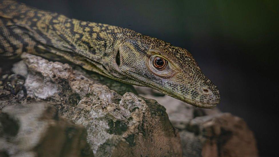 Komodo dragon