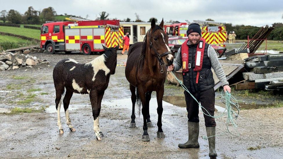 Horses