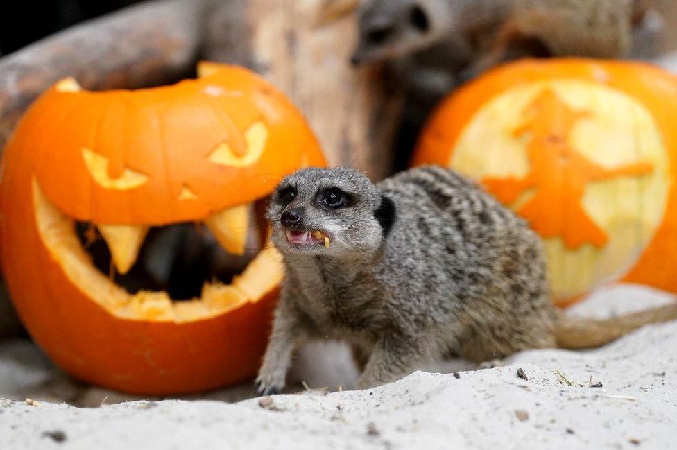 Meerkats at Blair Drummond