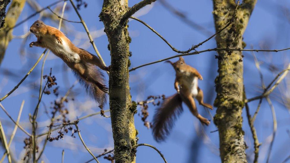 squirrels-leaping.