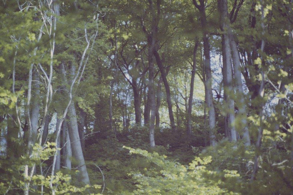 Trees at Castell Coch