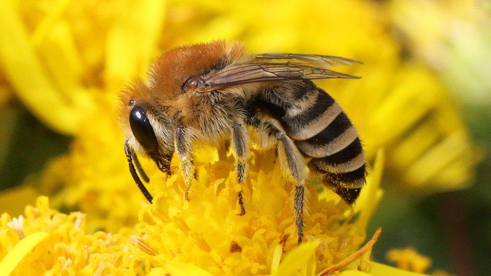 Colletes fodiens bee