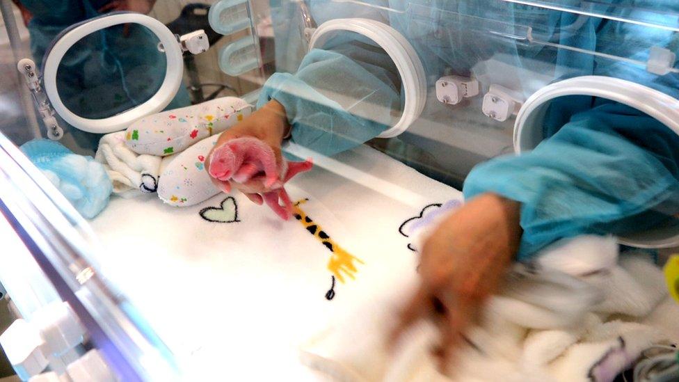 A feeder takes care of the second newly-born giant panda cub in Macau, 26 Jun 2016.