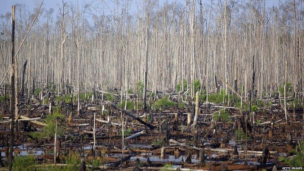 Deforestation in Sumatra, Indonesia