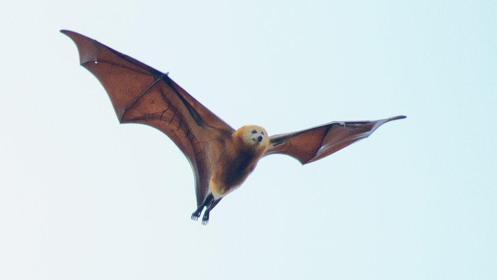 Flying fox