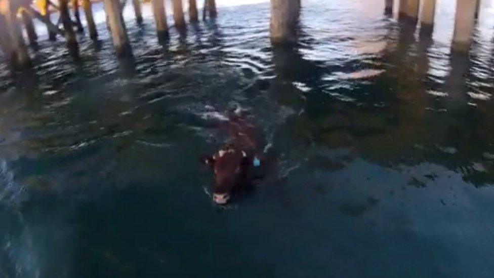 Cow in the harbour at Fremantle